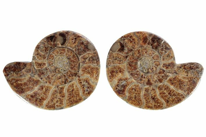 Cut & Polished Ammonite (Pachydiscus) Fossil - Madagascar #212390